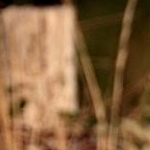 _MG_0278 Martin